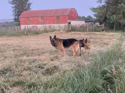 *** Traditional Straight Back German Shepherd puppies in Laois ***