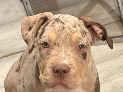 Classic Bully’s **1 FEMALE 1 MALE LEFT