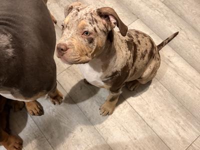 Classic Bully’s **1 FEMALE 1 MALE LEFT