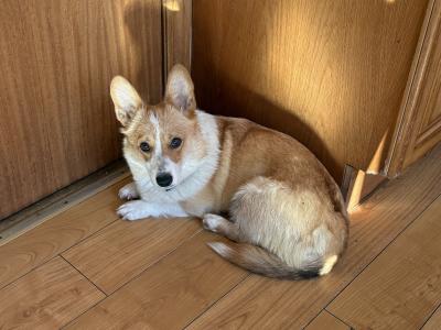 Pedigree Corgi Pups for sale IKC Registered ( pending )