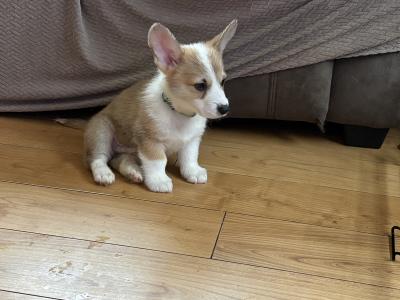 Pedigree Corgi Pups for sale IKC Registered ( pending )