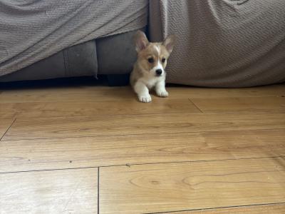 Pedigree Corgi Pups for sale IKC Registered ( pending )
