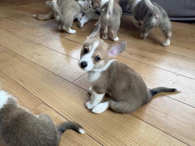 Pedigree Corgi Pups for sale IKC Registered ( pending )