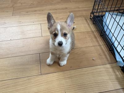 Pedigree Corgi Pups for sale IKC Registered ( pending )