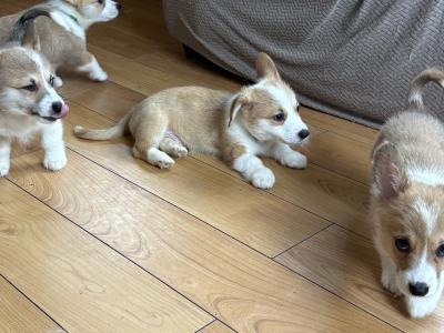 Pedigree Corgi Pups for sale IKC Registered ( pending )