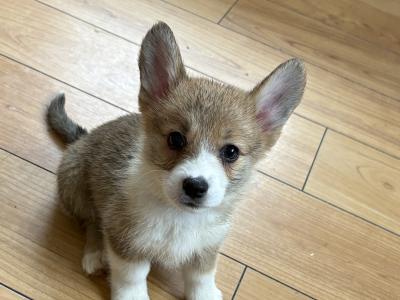 Pedigree Corgi Pups for sale IKC Registered ( pending )