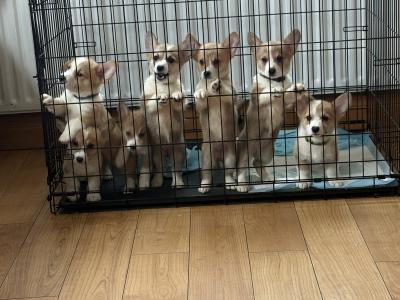 Pedigree Corgi Pups for sale IKC Registered ( pending )