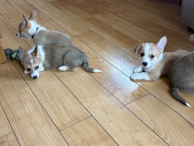 Pedigree Corgi Pups for sale IKC Registered ( pending )