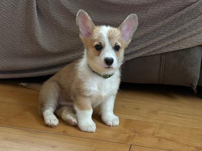 Pedigree Corgi Pups for sale IKC Registered ( pending )