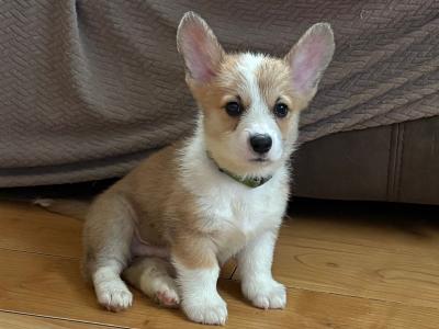 IKC Registered (pending) Pedigree Corgi puppies for sale in Meath