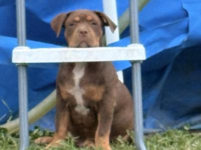 Classic Bully’s **1 FEMALE 1 MALE LEFT