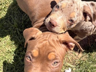 Classic Bully’s **1 FEMALE 1 MALE LEFT