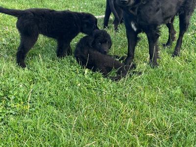 Female Newfoundland puppy in Longford is looking for her forever home! 🐾