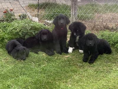 Female Newfoundland puppy in Longford is looking for her forever home! 🐾