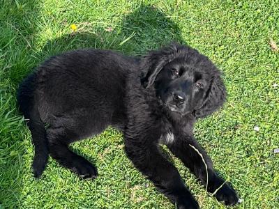 Female Newfoundland puppy in Longford is looking for her forever home! 🐾