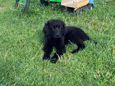 Female Newfoundland puppy in Longford is looking for her forever home! 🐾