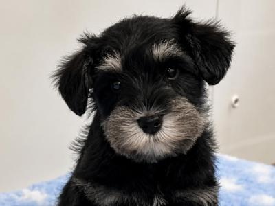Miniature Schnauzer puppies from Genetically health tested Parents💫