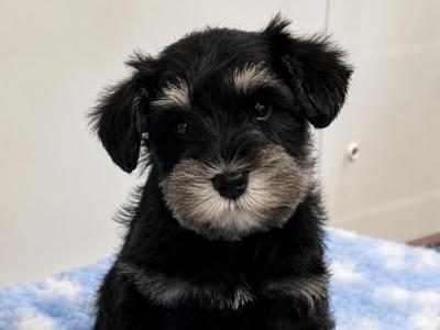 Miniature Schnauzer puppies from Genetically health tested Parents💫 in Cavan