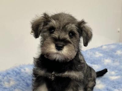 Miniature Schnauzer puppies from Genetically health tested Parents💫