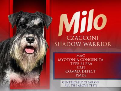 Miniature Schnauzer puppies from Genetically health tested Parents💫
