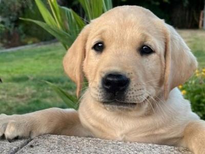 Labrador puppies for sale