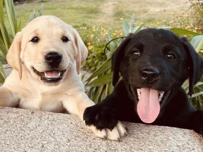 Labrador puppies for sale