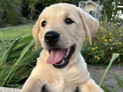 Labrador puppies for sale