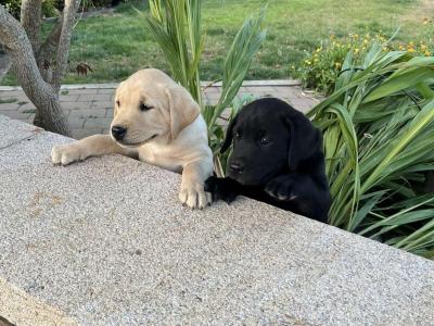 Labrador puppies for sale