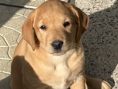 Labrador puppies for sale