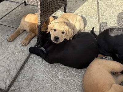 Labrador puppies for sale