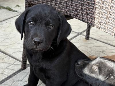 Labrador puppies for sale