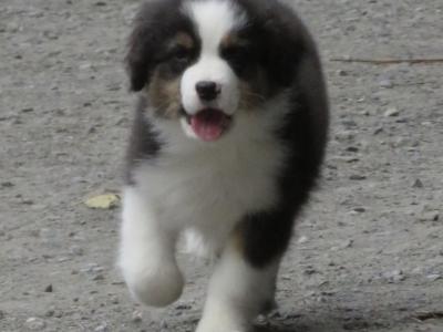 IKC Registered Australian Shepherd puppies in Waterford