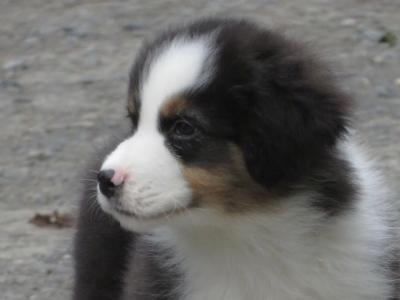 IKC Registered Australian Shepherd puppies in Waterford