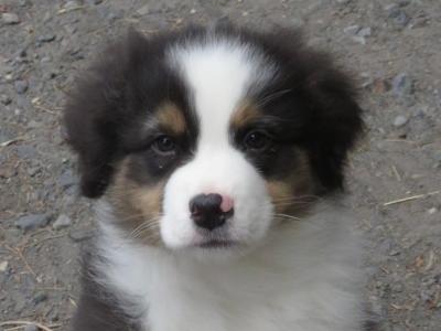 IKC Registered Australian Shepherd puppies in Waterford
