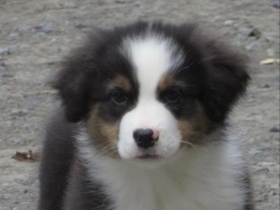 IKC Registered Australian Shepherd puppies in Waterford