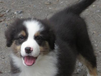 IKC Registered Australian Shepherd puppies in Waterford