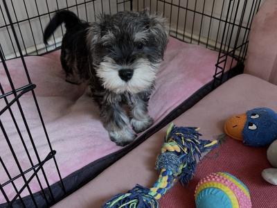 Stunning miniature Schnauzers for sale