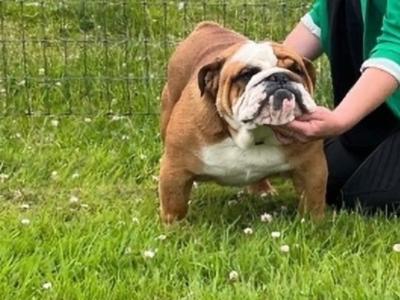 Stunning Bulldog at Stud