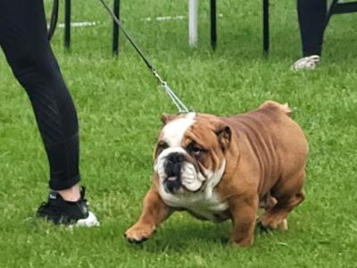 Stunning Bulldog at Stud