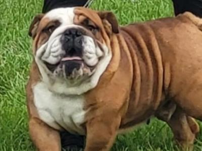 Stunning Bulldog for stud in Cork
