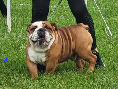 Stunning Bulldog at Stud
