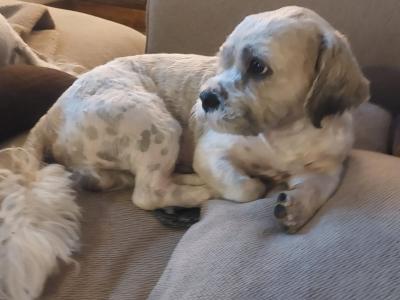 Gizmo – Shih Tzu available for stud