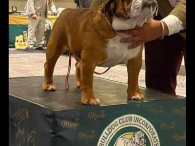 Stunning Bulldog at Stud