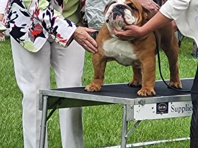 Stunning Bulldog at Stud