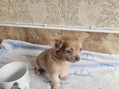Chihuahua puppies for sale in Clare