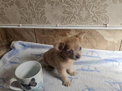 Chihuahua puppies for sale in Clare