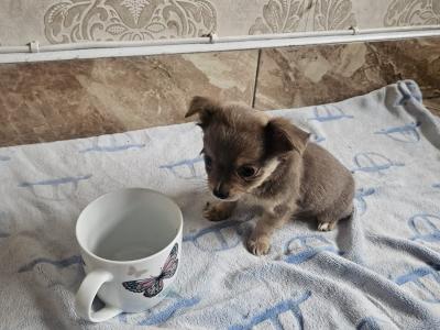 Chihuahua puppies for sale in Clare