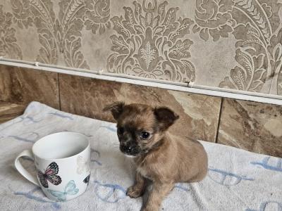 Chihuahua puppies for sale in Clare