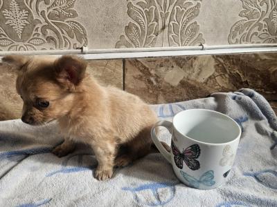 Chihuahua puppies for sale in Clare