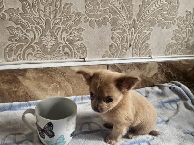 Chihuahua puppies for sale in Clare
